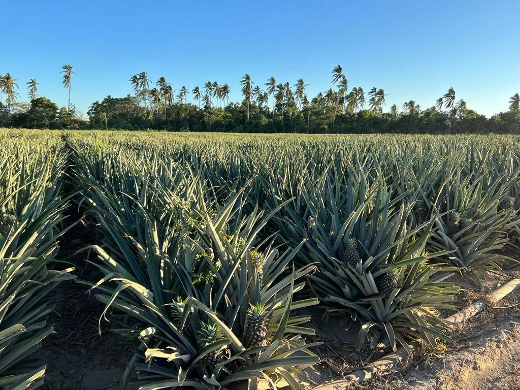 Pineapple orchard in Tomatlán, Jalisco