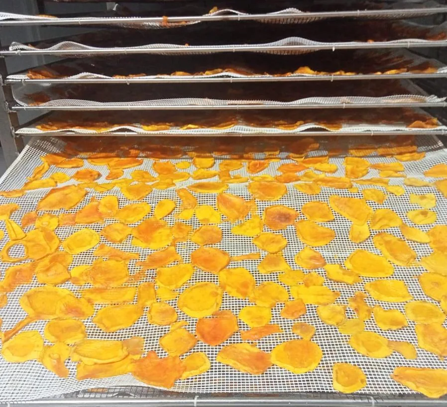 Mango pieces on dehydration trays at Campo Costa