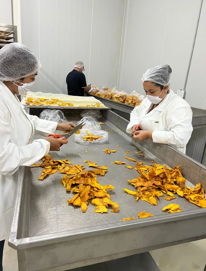 Campo Costa team cutting dried mango at a processing table