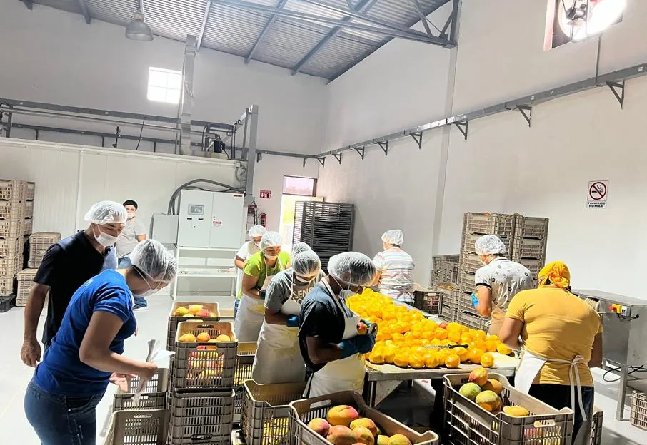 Fruit processing at Campo Costa in Jalisco, Mexico